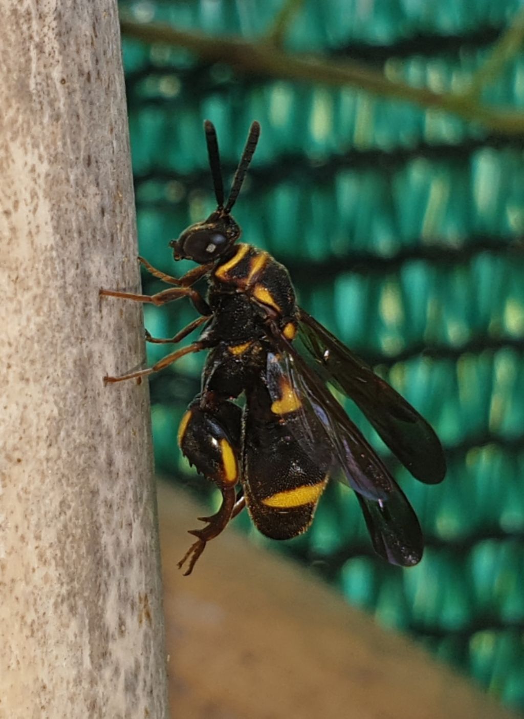 Leucospidae che attenzionano un nido di Isodontia mexicana